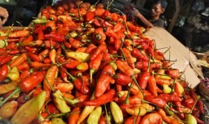 Pedagang sayur menyortir cabai merah di Pasar Induk Rau, Serang, Banten, Rabu (6/1/2021).